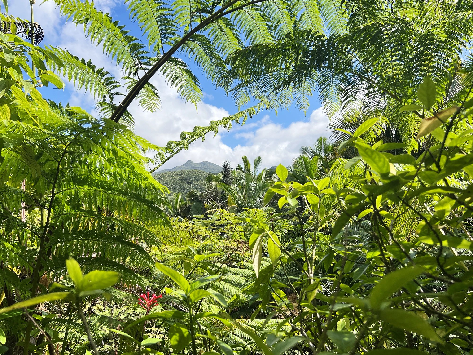 El Yunque National Forest