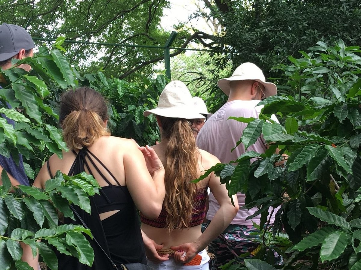 Coffee Tour at Café Liberia