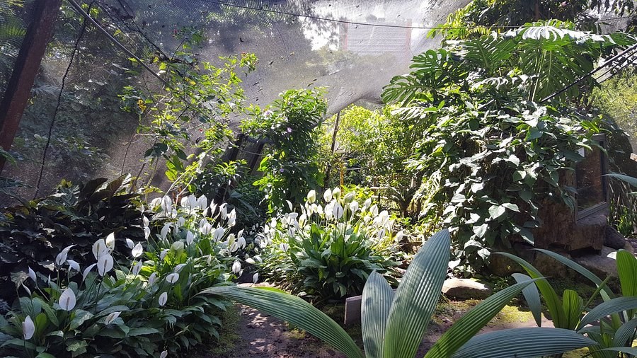 Spirogyra Butterfly Conservatory