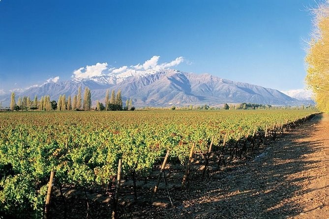 Concha y Toro Winery