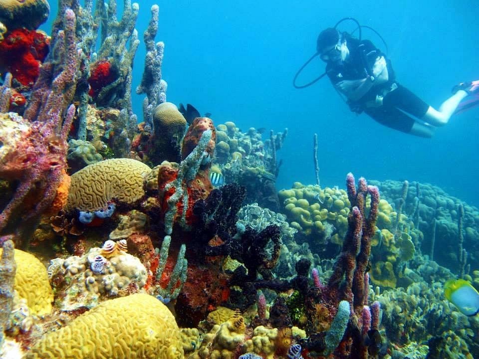 Diving and Snorkeling Tours