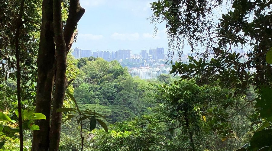 Bukit Timah Nature Reserve