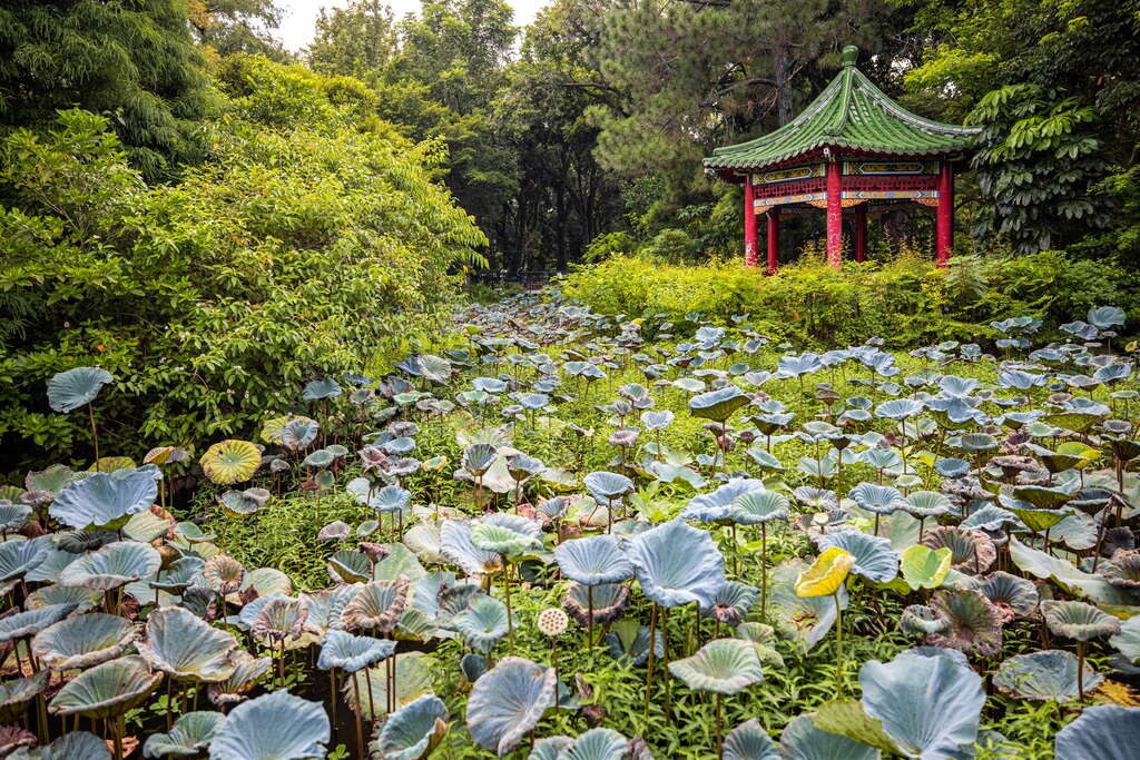 Taipei Botanical Garden