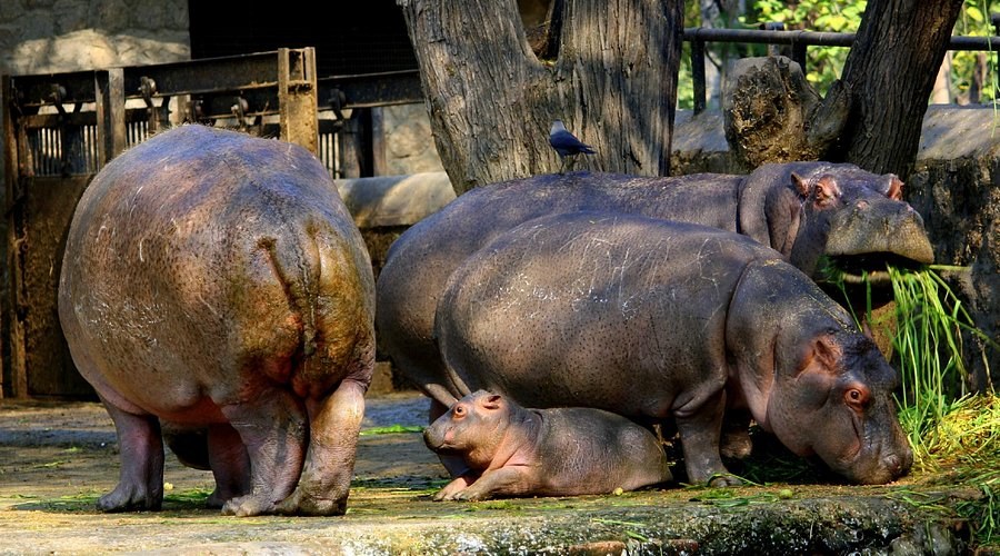 Delhi Zoo