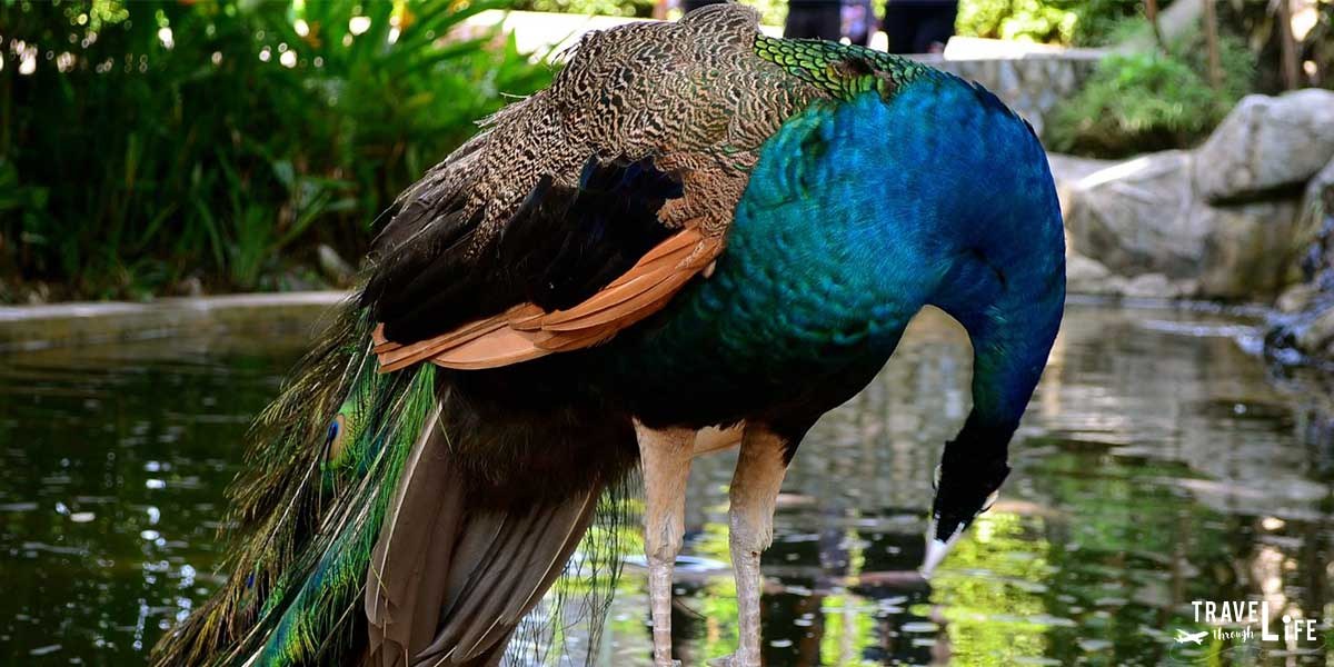 Kuala Lumpur Bird Park