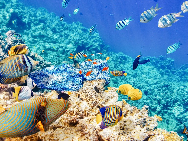 Banana Reef Diving