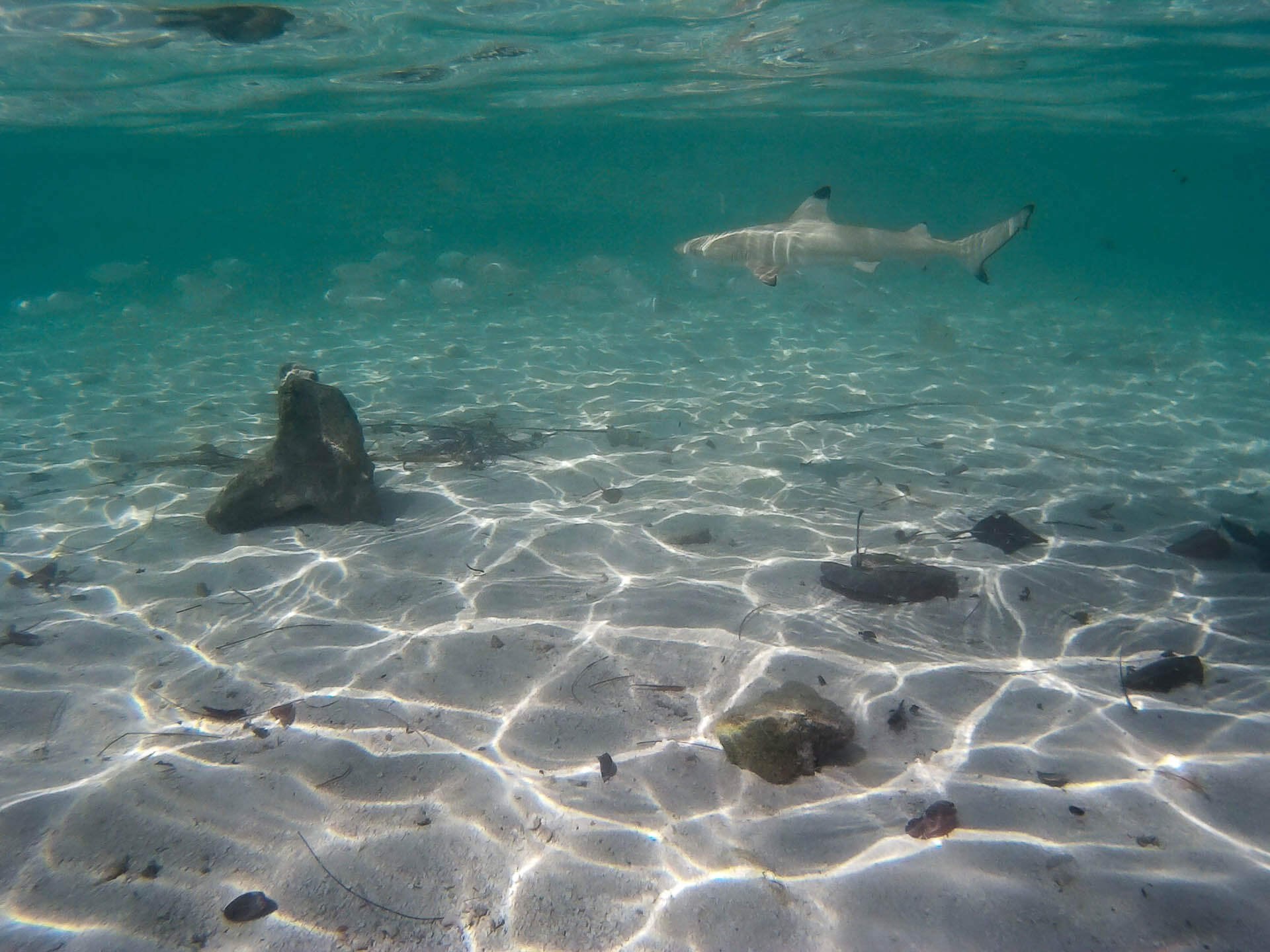 Biyadhoo Island House Reef Diving