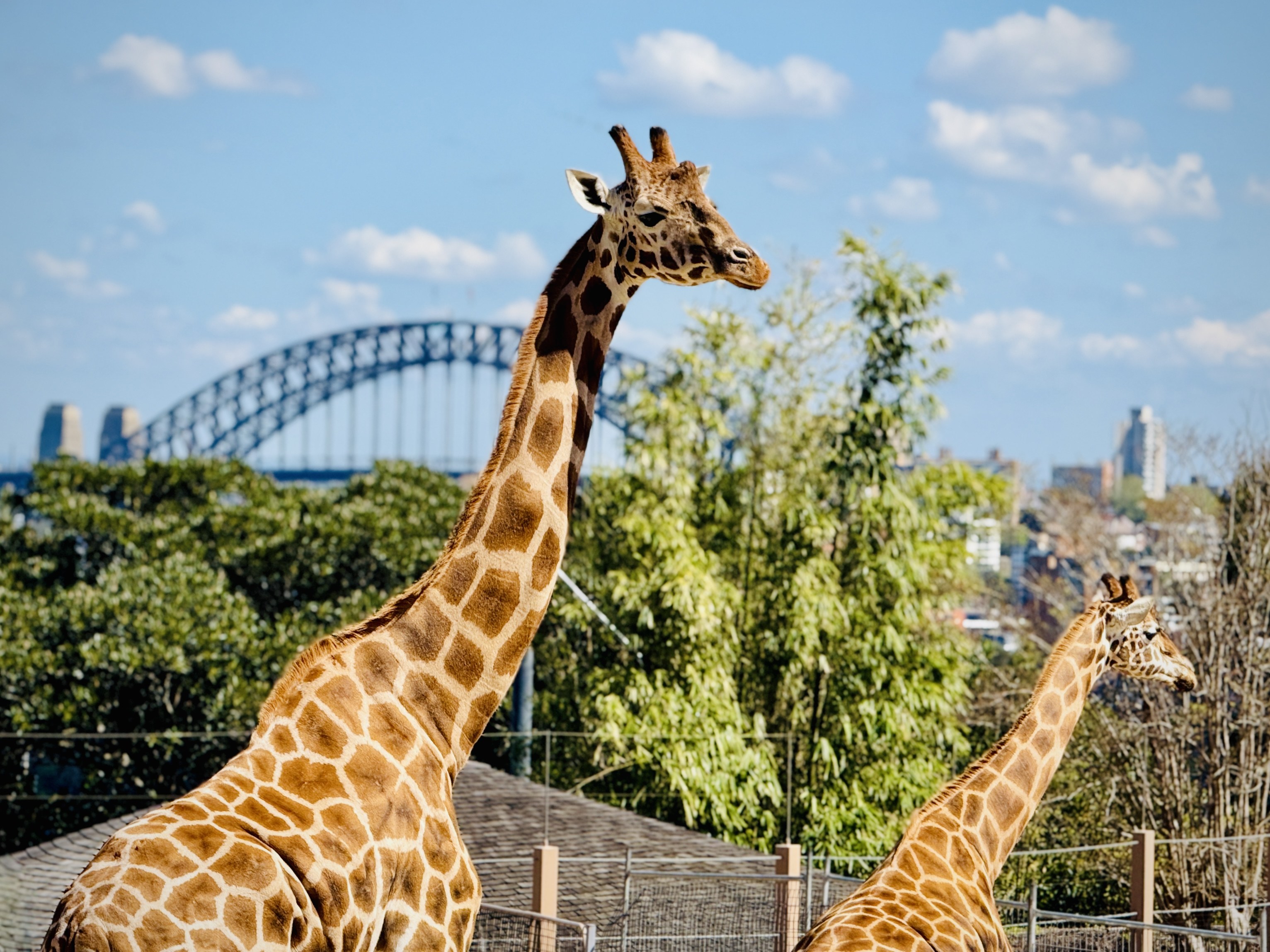 Taronga Zoo Sydney