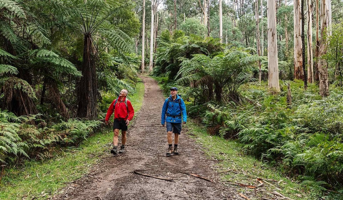 Dandenong Ranges National Park