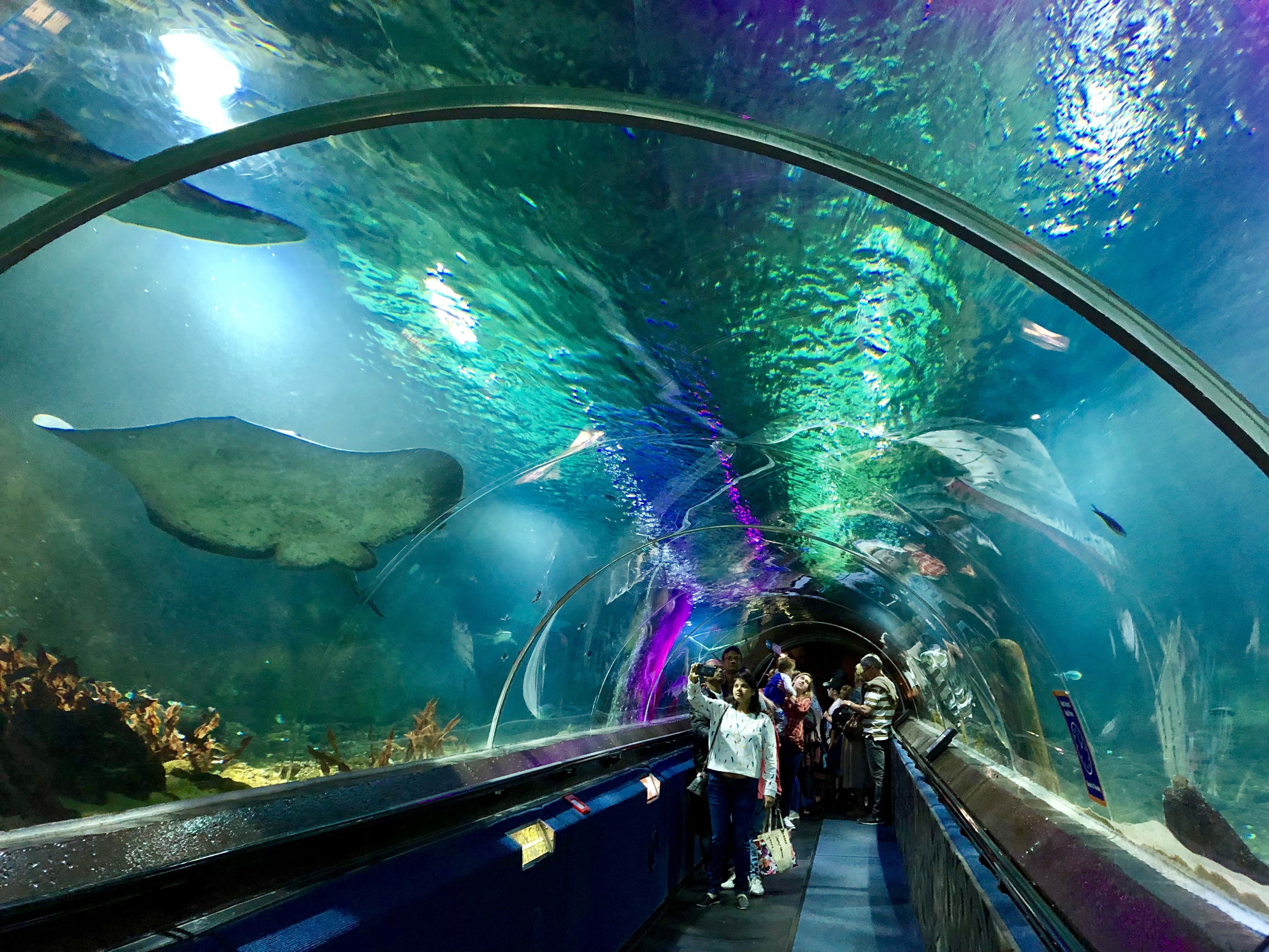 Kelly Tarlton's Sea Life Aquarium
