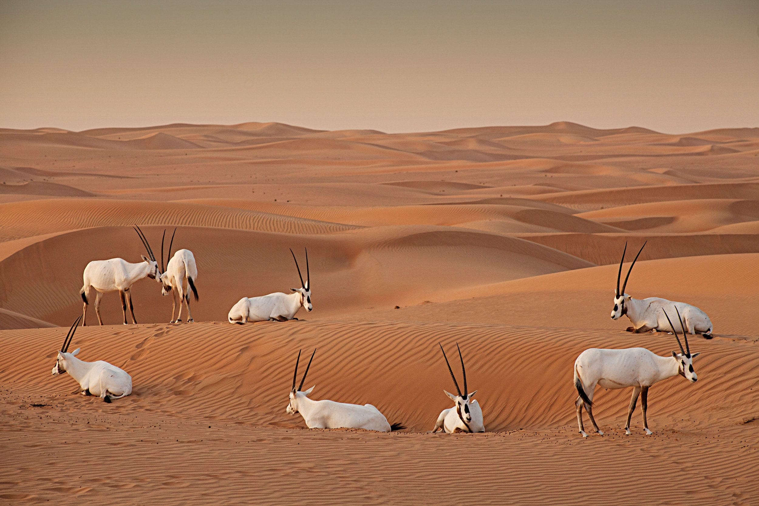 Dubai Desert Conservation Reserve