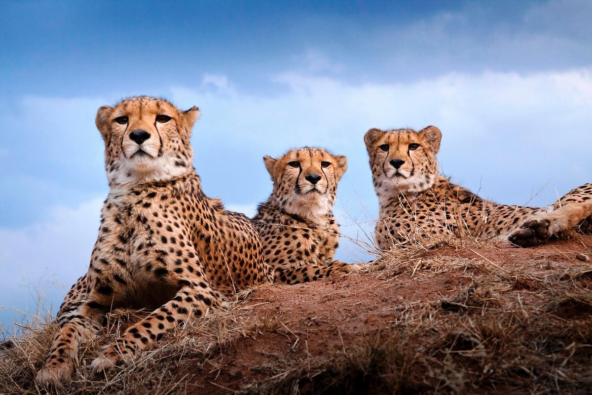 Al Fardan Cheetah Reserve
