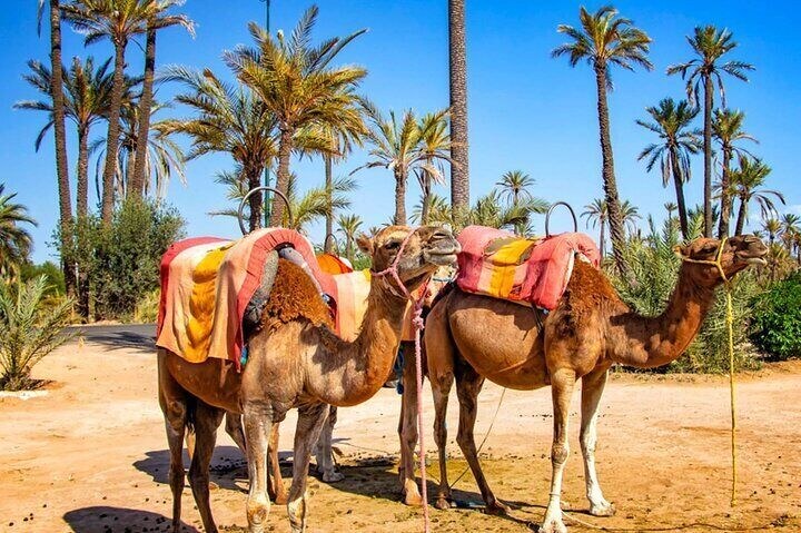 Camel Trekking in Palmeraie