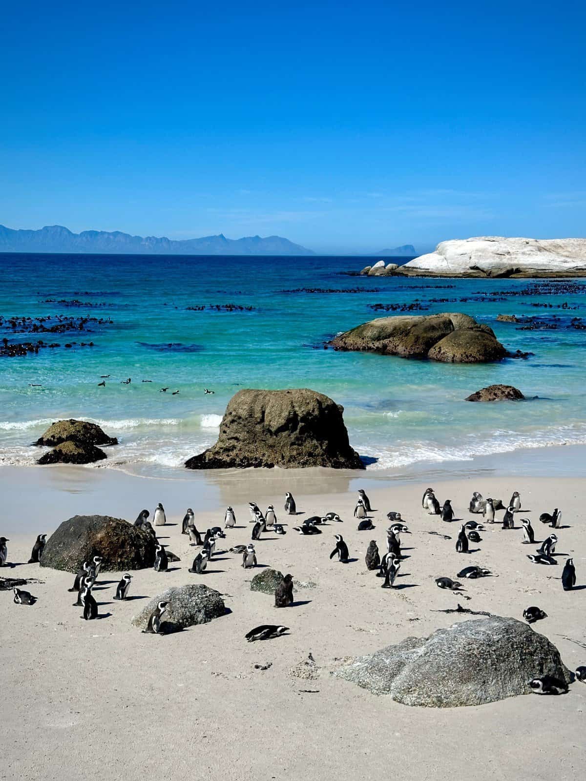 Penguin Island (Boulders Beach)