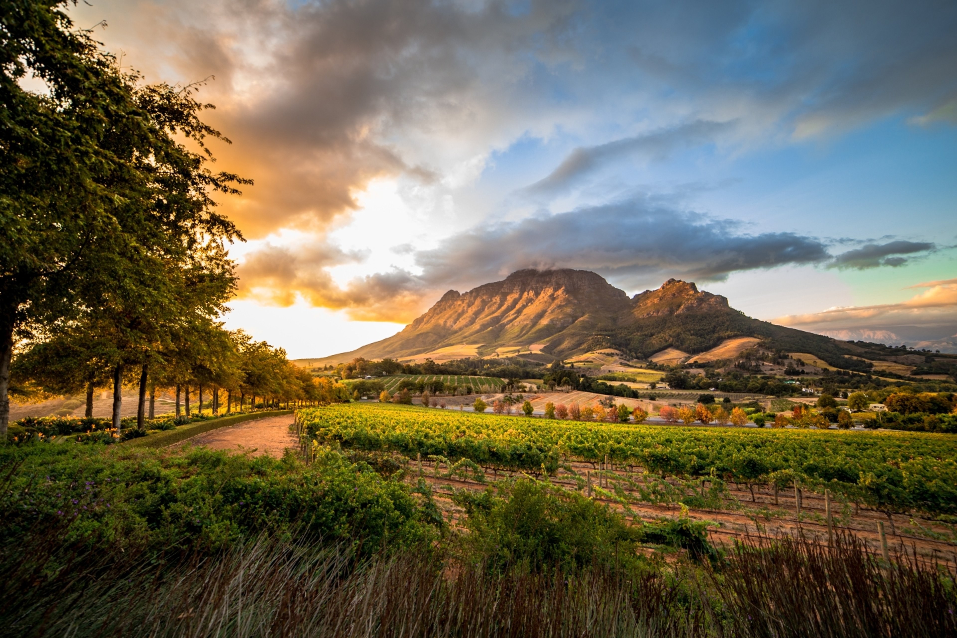 Stellenbosch Wine Region Tour