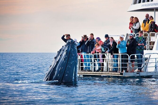 Hermanus Whale Watching Tour