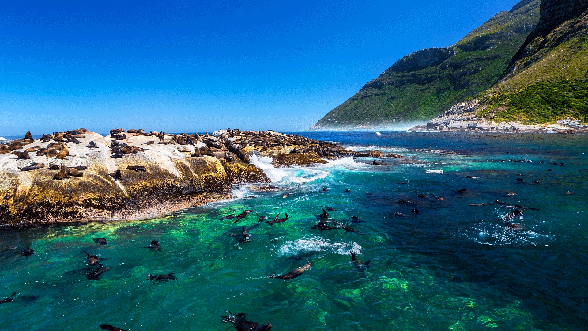 Hout Bay Seal Island Boat Tour