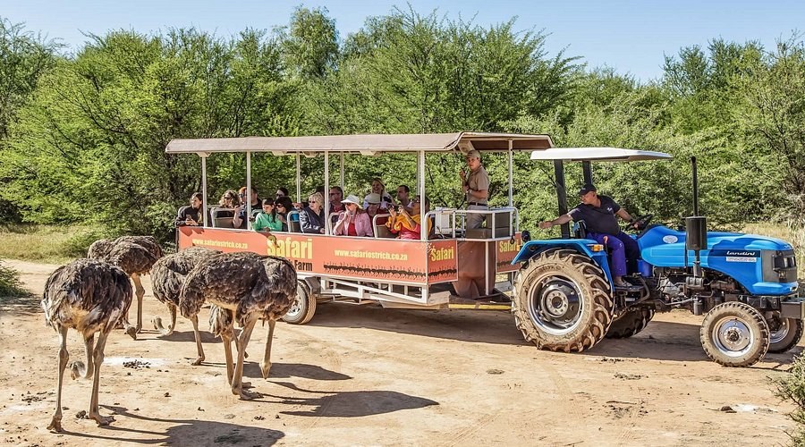 Oudtshoorn Ostrich Farm Day Trip