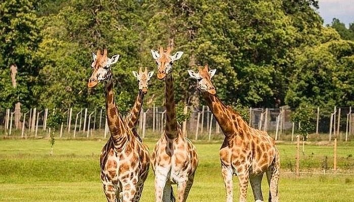 Giraffe Centre