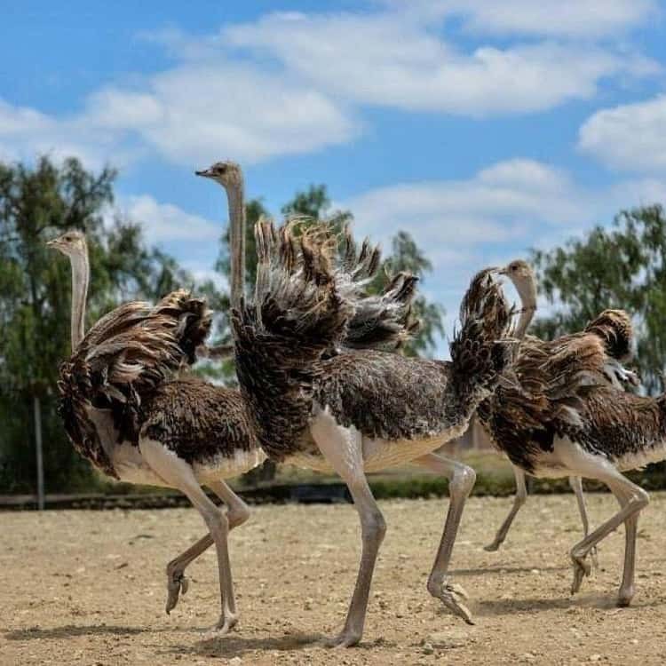 Ostrich Park