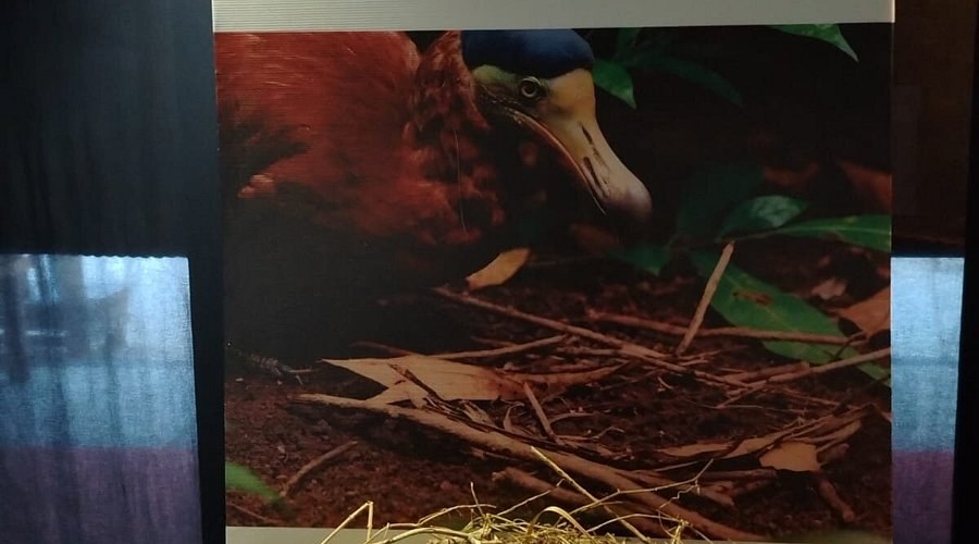 Dodo Museum
