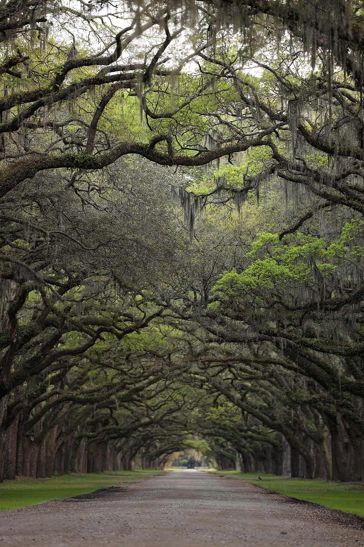 Wormsloe Historic Site