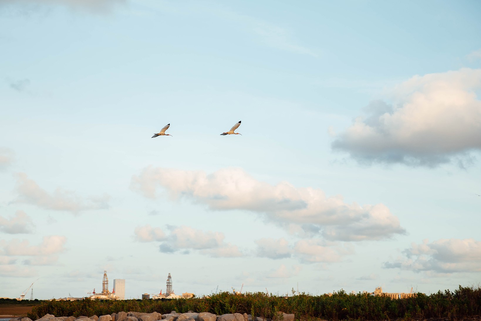 East Bay Birding & Nature Tours