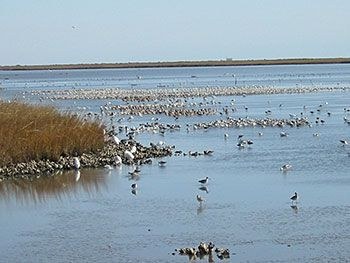 Bolivar Flats Shorebird Sanctuary