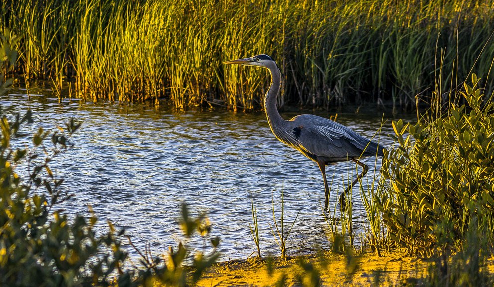 Galveston Bay Nature & Heritage Preserve