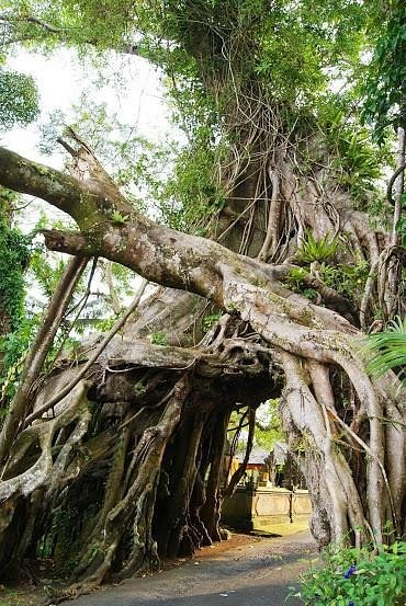 Bunut Bolong Ancient Banyan Tree Meditation Sanctuary