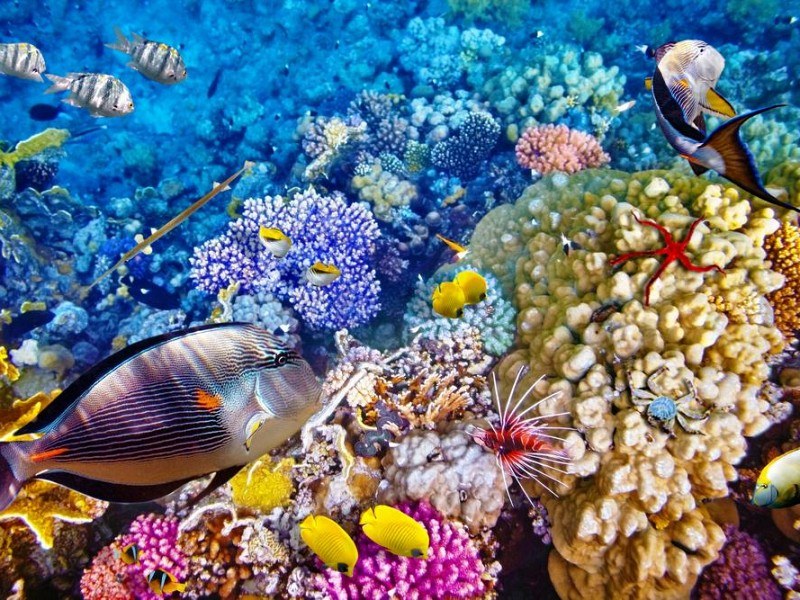 Gajah Mina Beach Diving & Archaeological Underwater Site