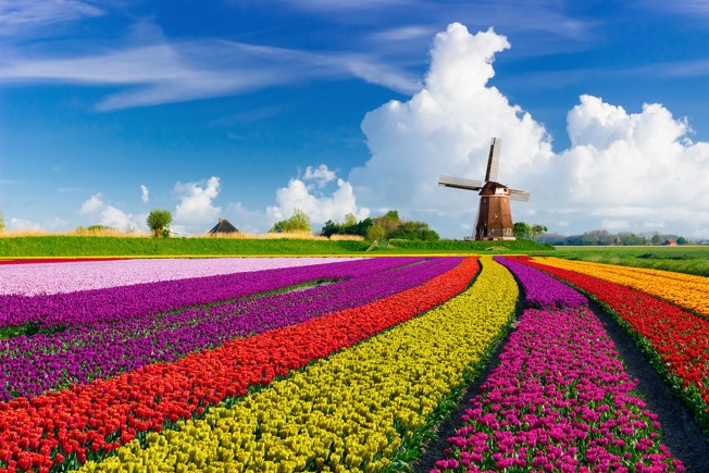 Keukenhof Gardens: Royal Bulb Collection & Horticultural Masterpiece