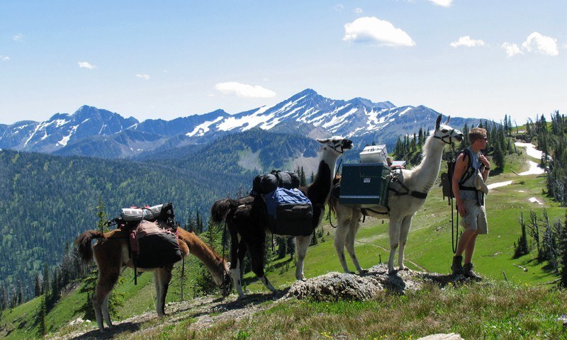 Whitefish Mountain Resort - Alpine Meadow Horseback Tour