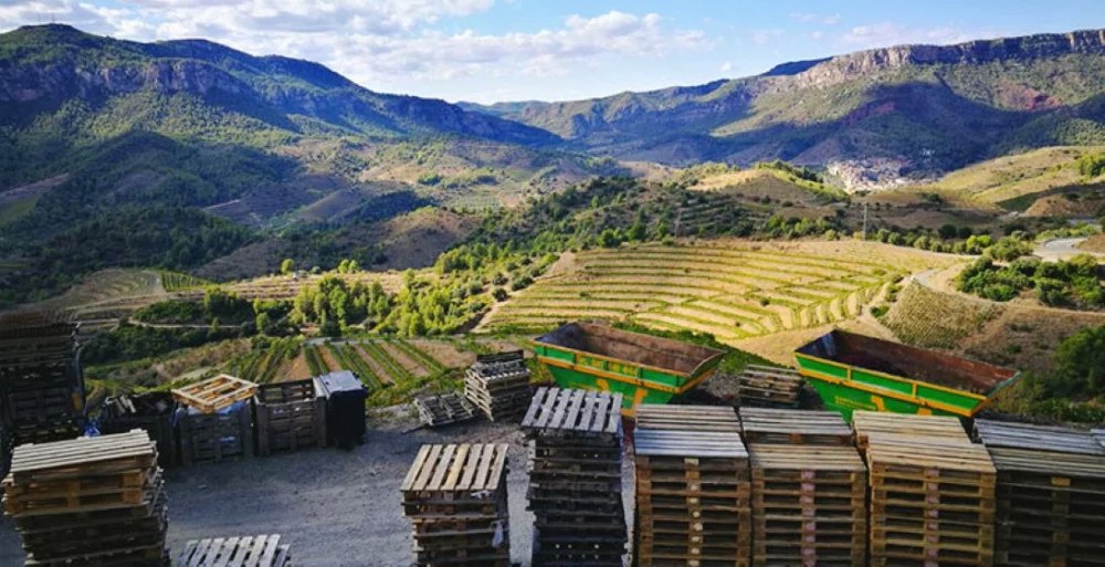 Winery Tour: Penedès Wine Region