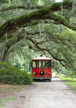 Charleston Tea Garden Tour