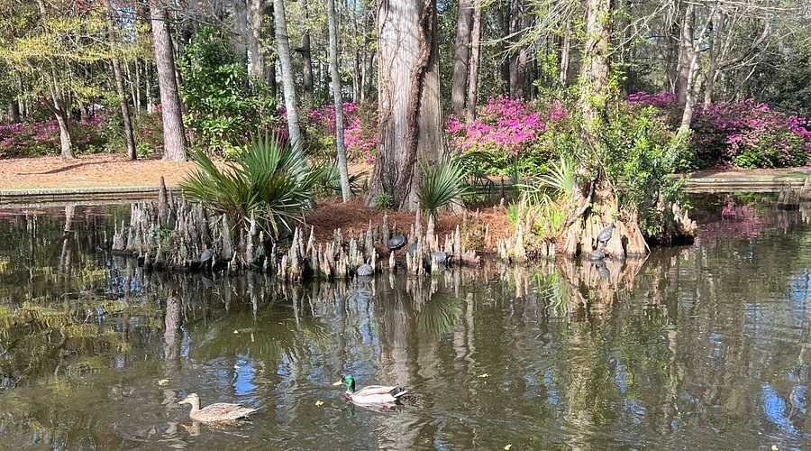 Summerville Azalea Park