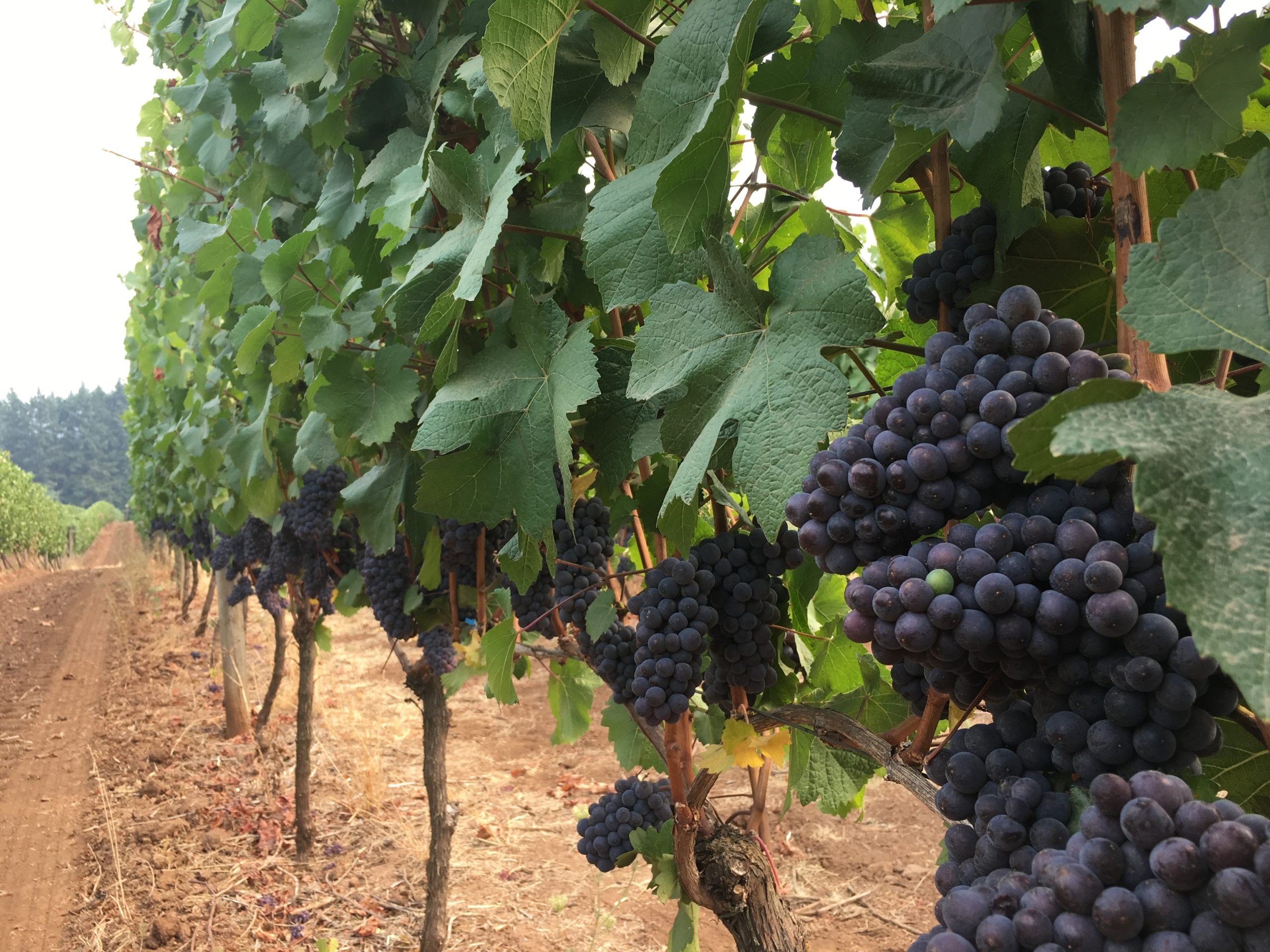 Willamette Valley Pinot Noir Tour (Yamhill-Carlton District)