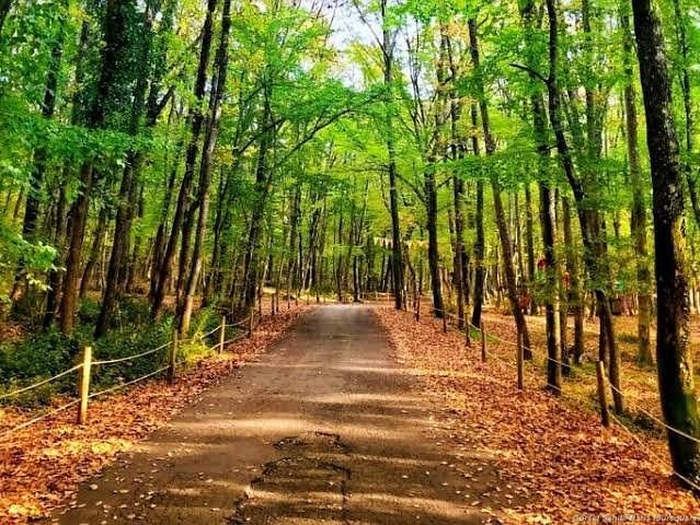 Belgrad Forest Wellness Retreat Day