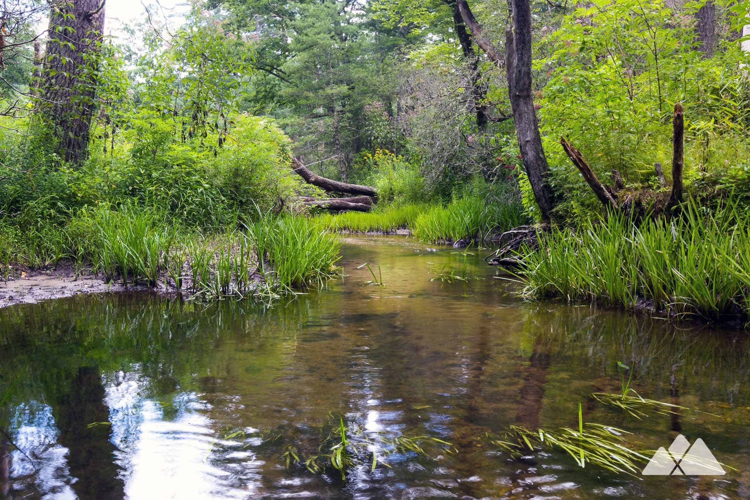 Pisgah National Forest & Pink Beds Loop