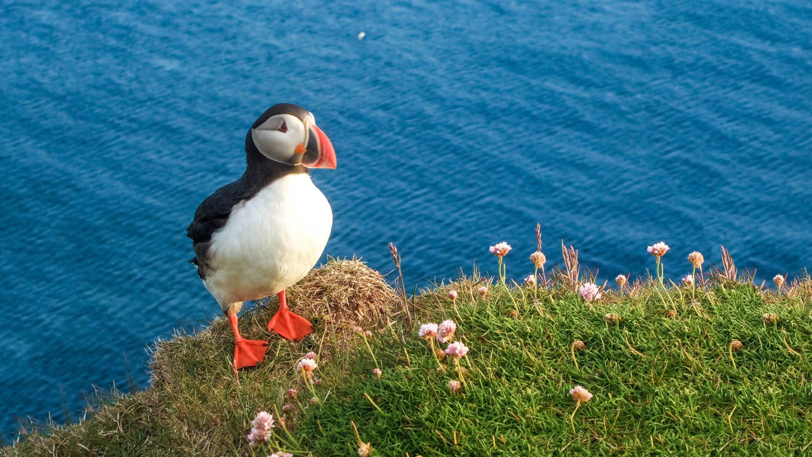 Látrabjarg Cliffs - Puffin Colony & Bird Sanctuary