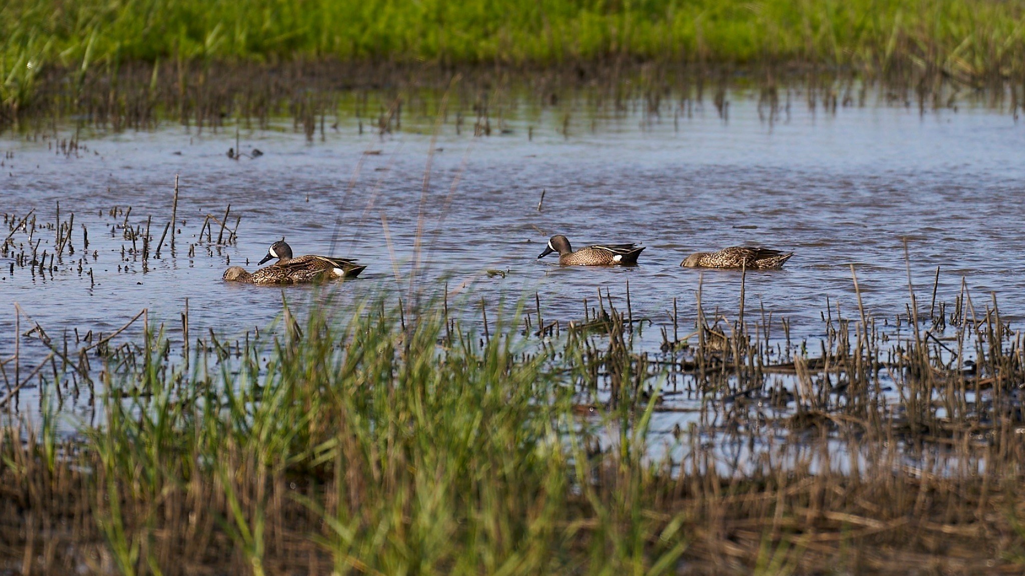 Bolivar Peninsula Birding & Nature Preserve