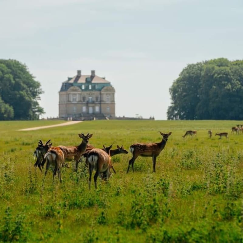Dyrehaven (Deer Park) — Royal Hunting Grounds Bike Tour