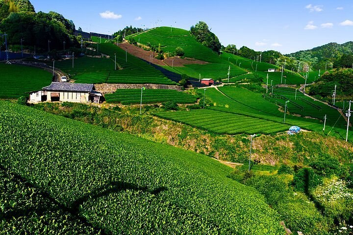 Uji Tea Plantation Field Walk & Master Blending Class