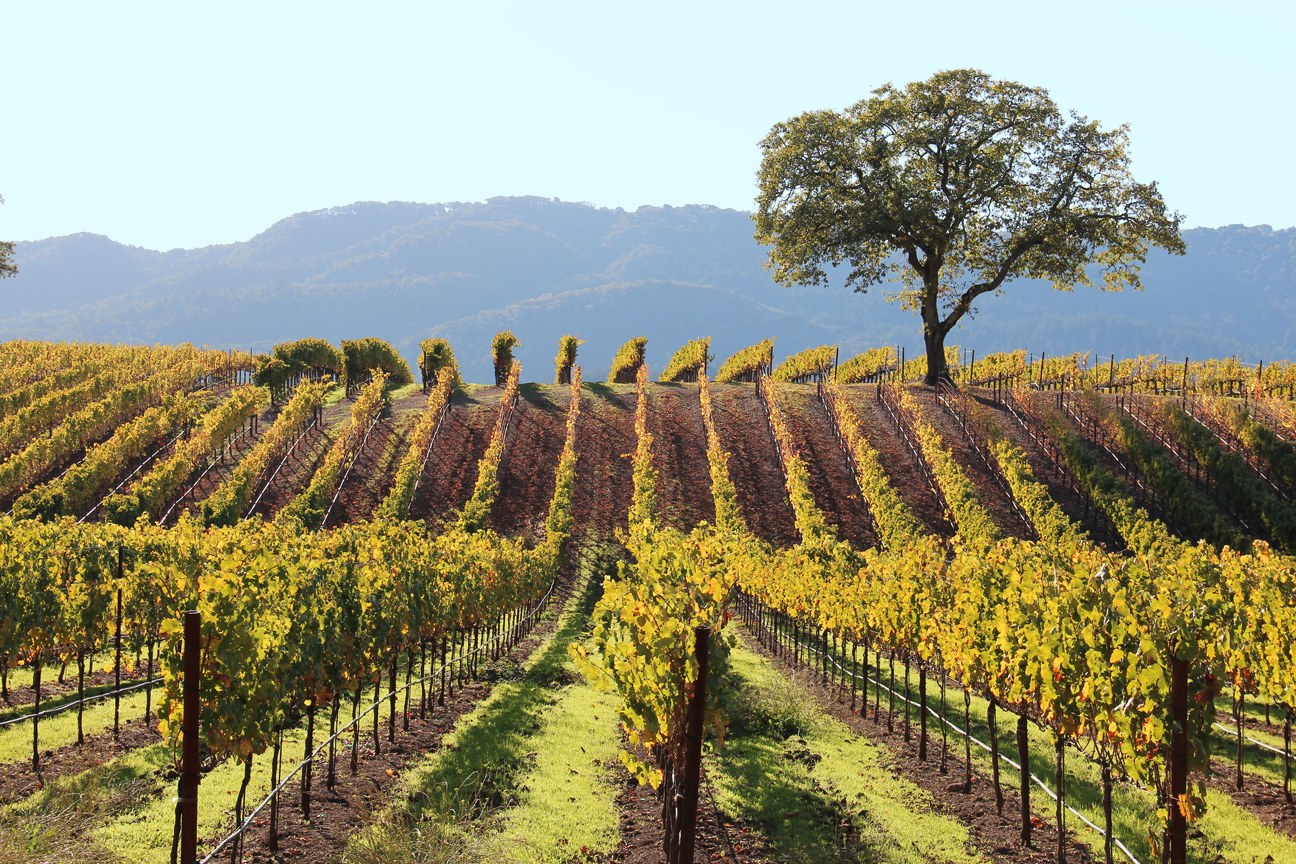 Blackhawk Farm - Wine & Olive Oil Pairing at Harvest