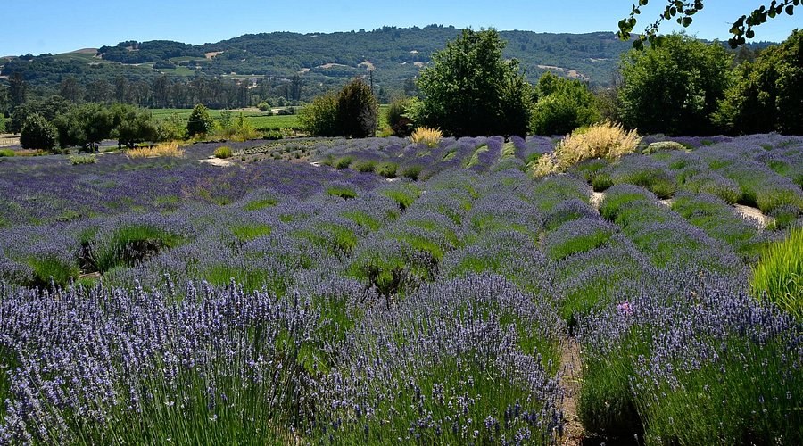 Matanza Creek Winery - Lavender Fields & Estate Wine