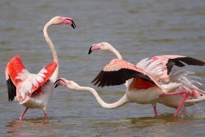 Doñana Wetlands National Park - Birdwatching Expedition
