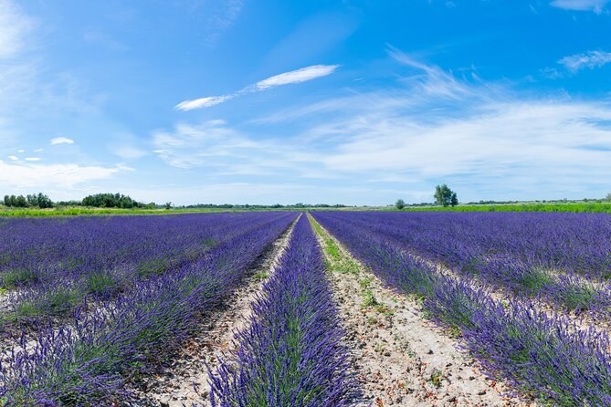 Lavender Distillery Workshop in Valence d'Oc