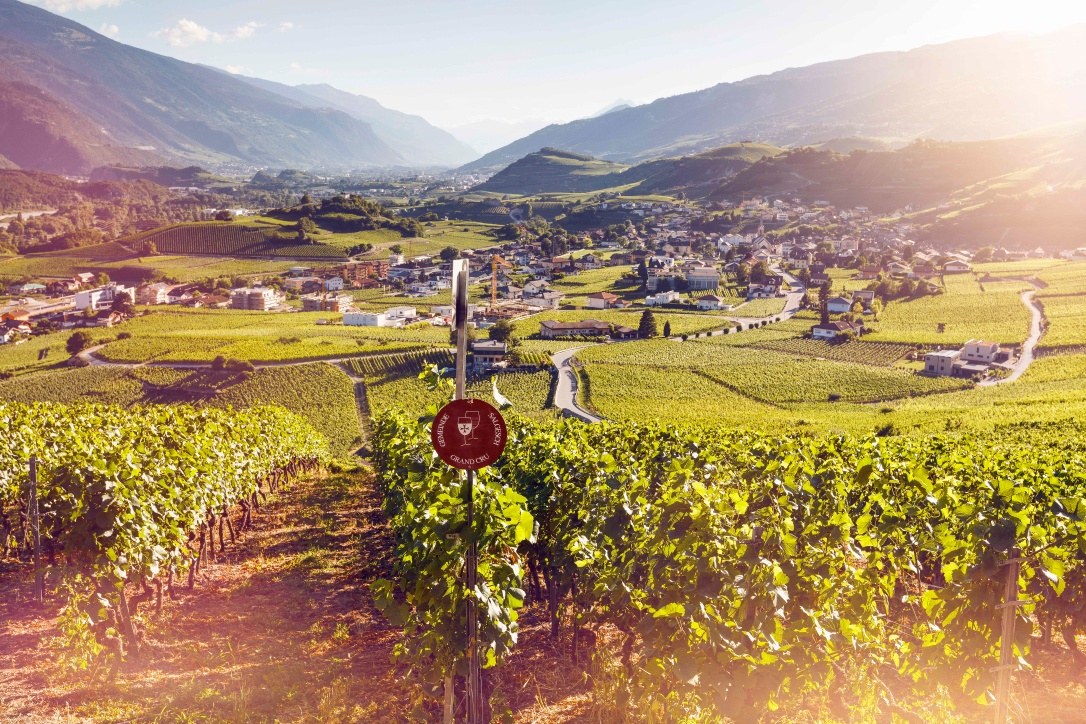 Valais Wine Trail (Local Winery Tour)
