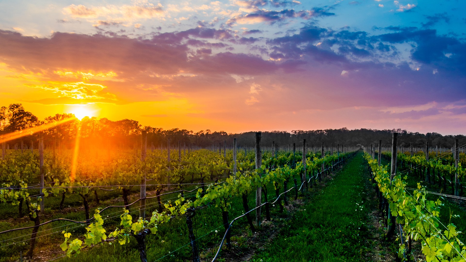 North Fork Vineyard Trail - Paumanok Vineyards & Osprey's Dominion