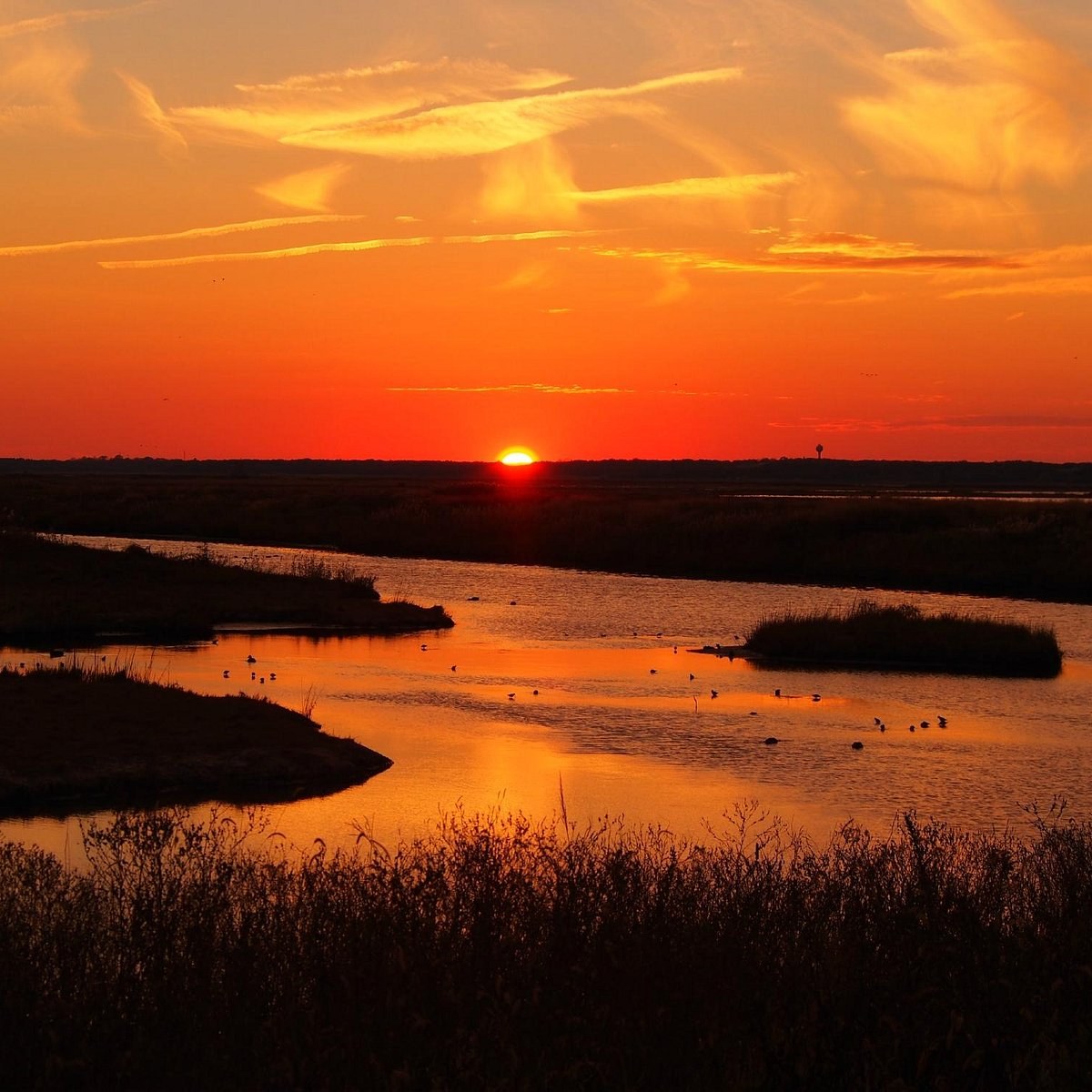 Edwin B. Forsythe National Wildlife Refuge (Birdwatcher's Paradise)
